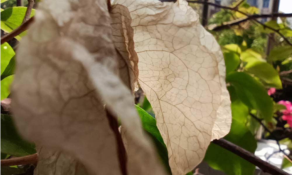 نمونه عکس دوربین ماکرو