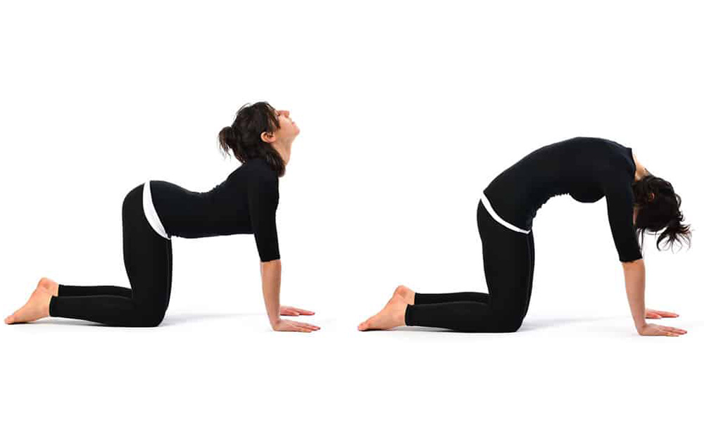 حرکت گربه گاو